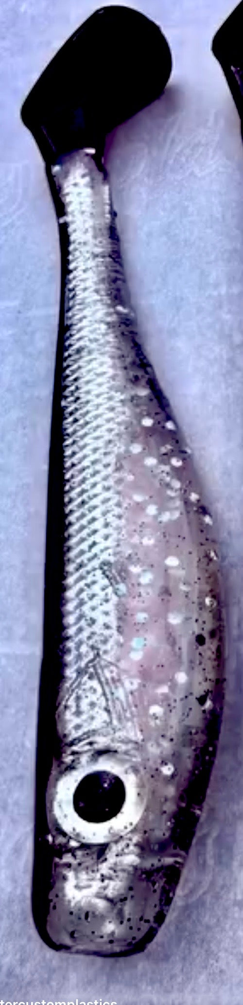 Albacore Anchovy 5 Inch (3 Pack)